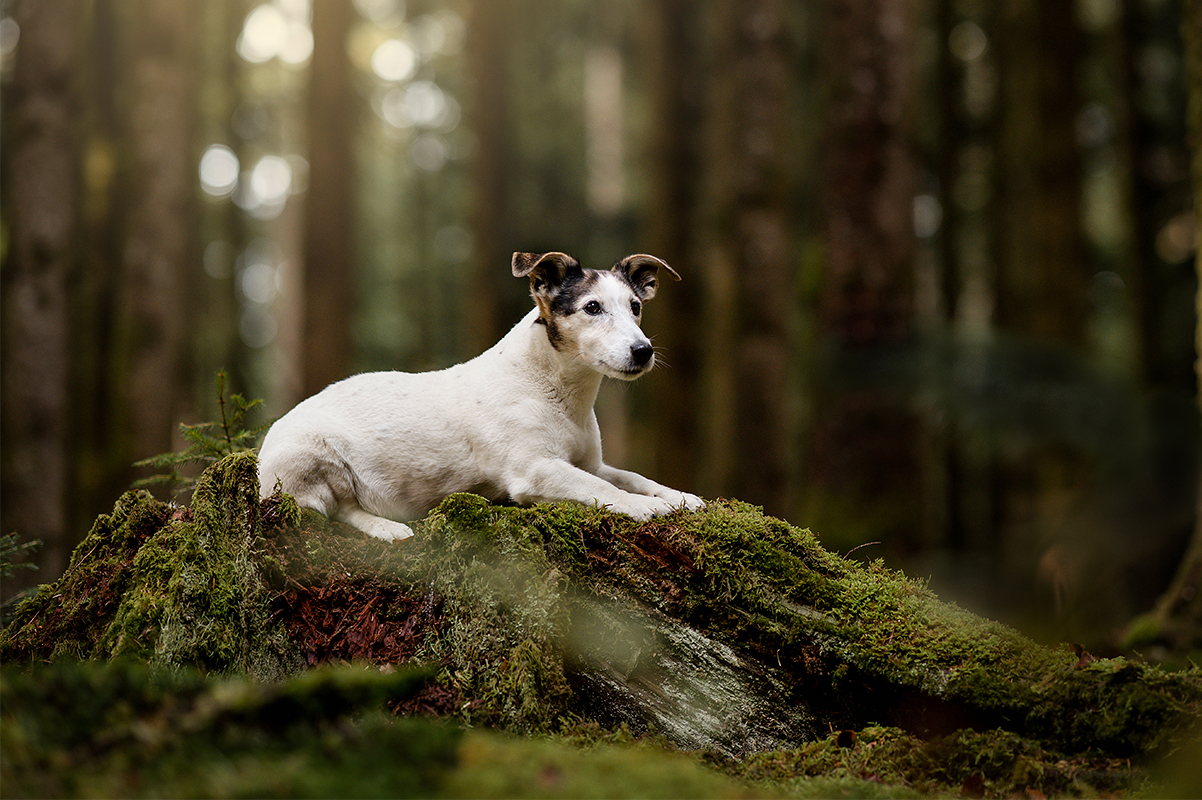 Hundefoto_lilli-roggli_8342 web